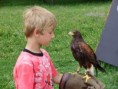 /album/fotogalerie-sokolnictvi-dravci/p8070212-jpg/